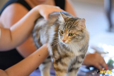 Malta Feline Guardians (Cat) Club - Animal Associations