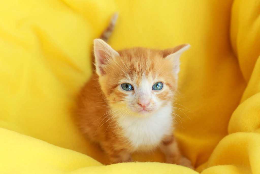 Adorable kitten sitting on a yellow sheet
