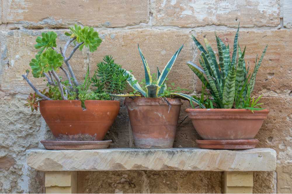 Three pots with plants