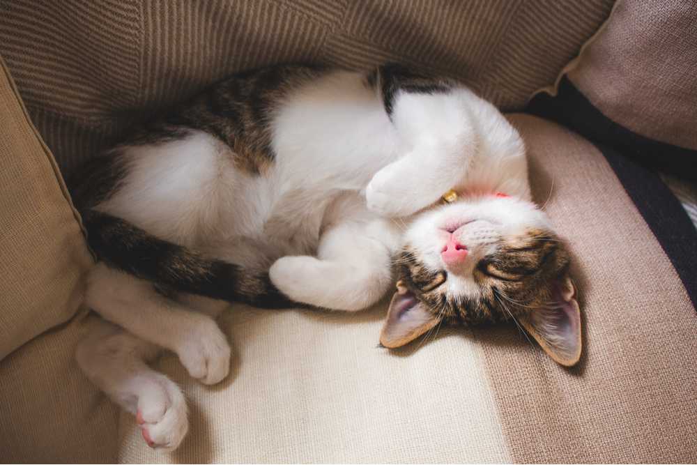Adorable cat sleeping