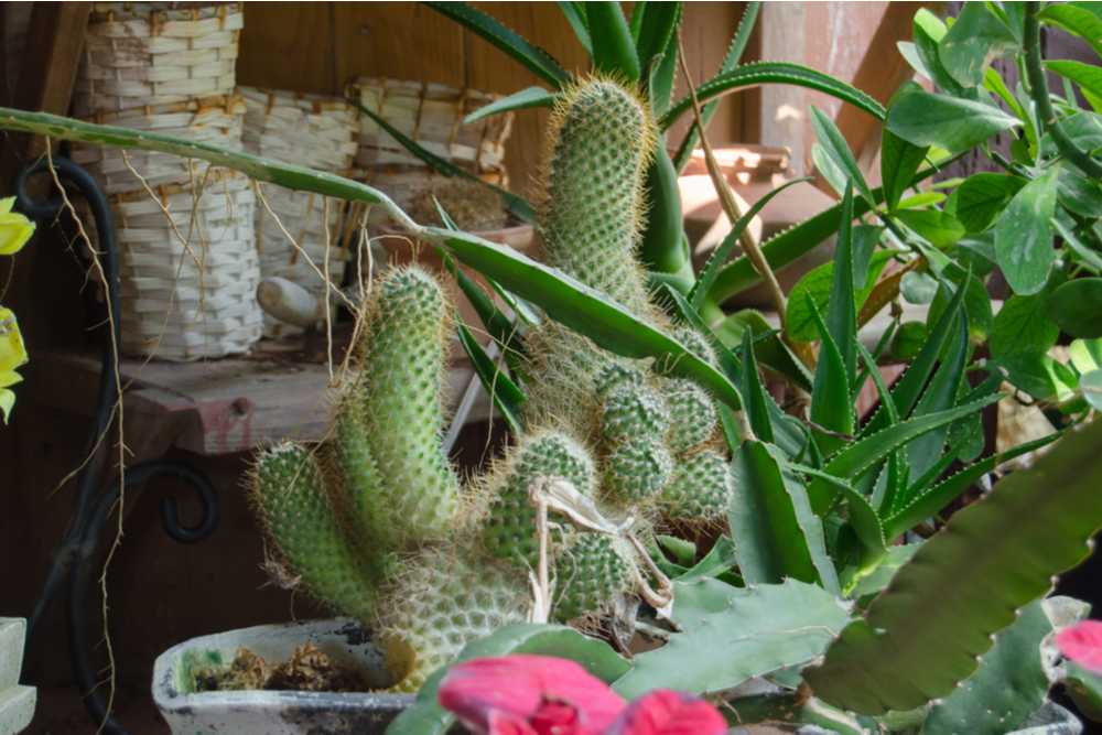 Cacti in a garden