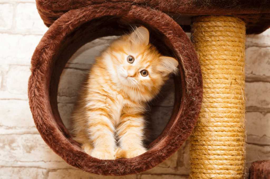 kitten malta