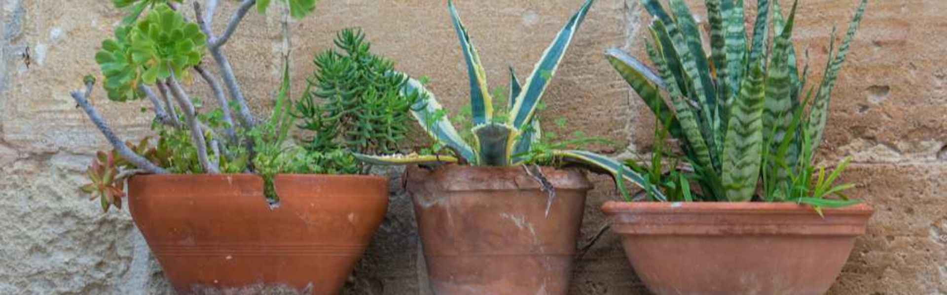 Three pots with plants