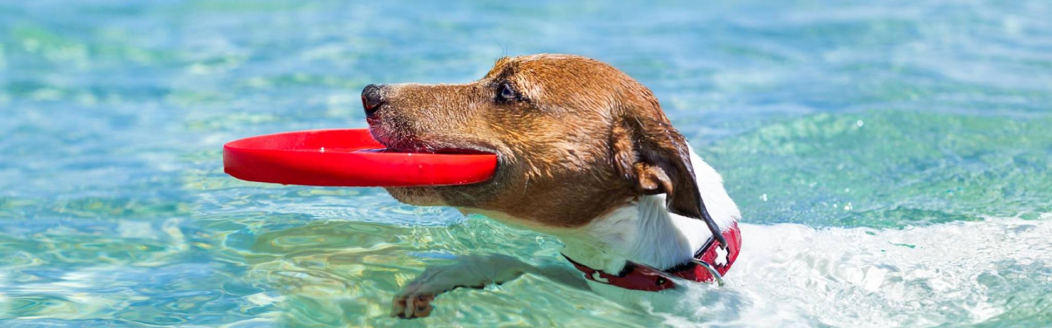 Dog in the sea
