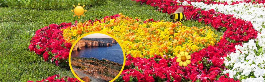 Colourful spring flower beds in red, yellow, orange and white, with a circular inset image showing the limestone sea cliffs of Gozo, Malta, decorated with a sun emoji and bee emoji