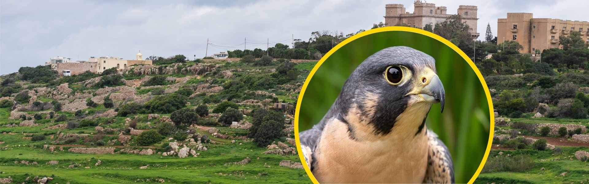 A close-up portrait of a Peregrine Falcon with striking yellow eyes and grey-blue plumage, set within a yellow circular frame, overlaid on a wide Maltese landscape featuring terraced limestone hillsides, lush green vegetation, and traditional Maltese ston