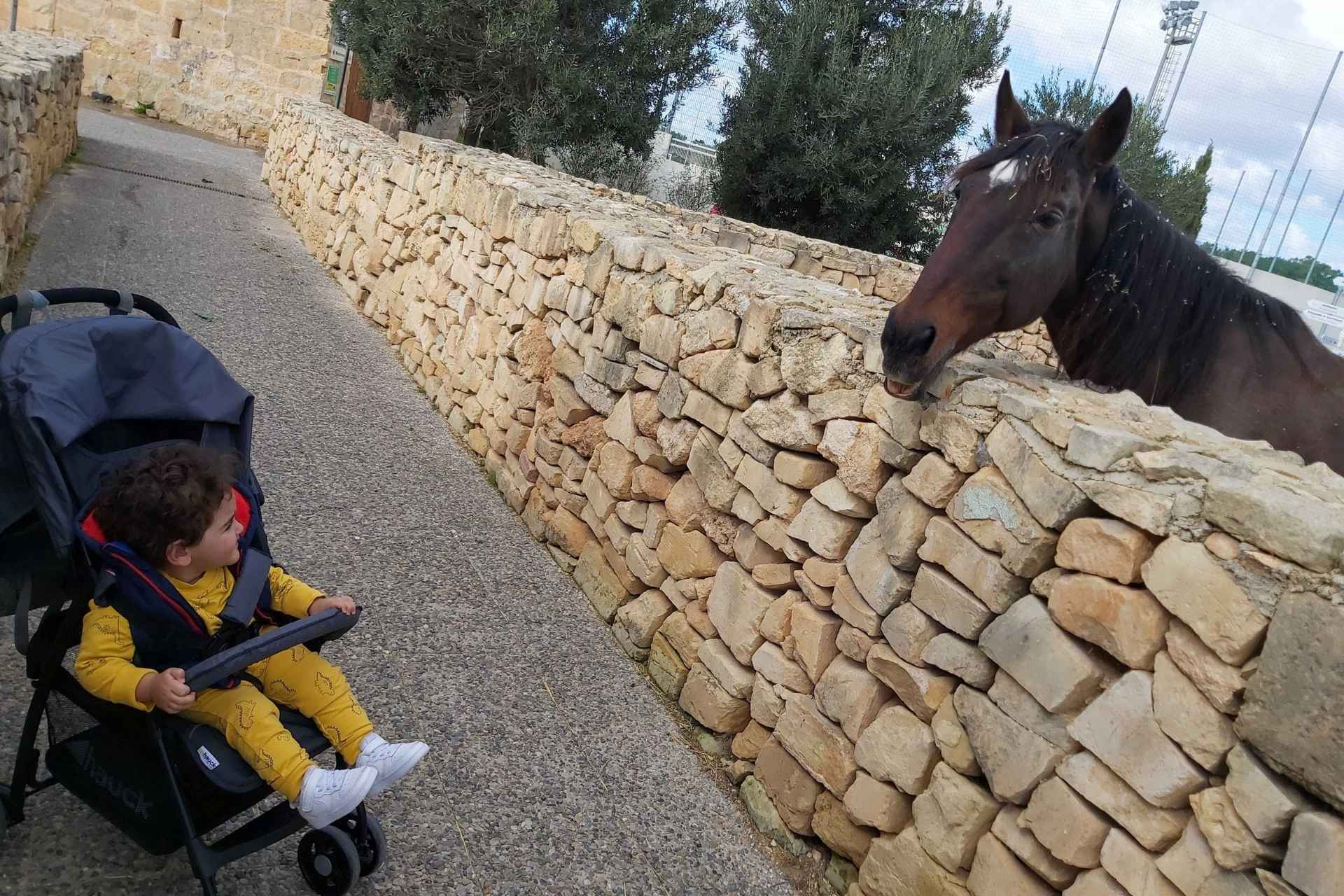 boy in a pushchair looking at a horse behind a fence