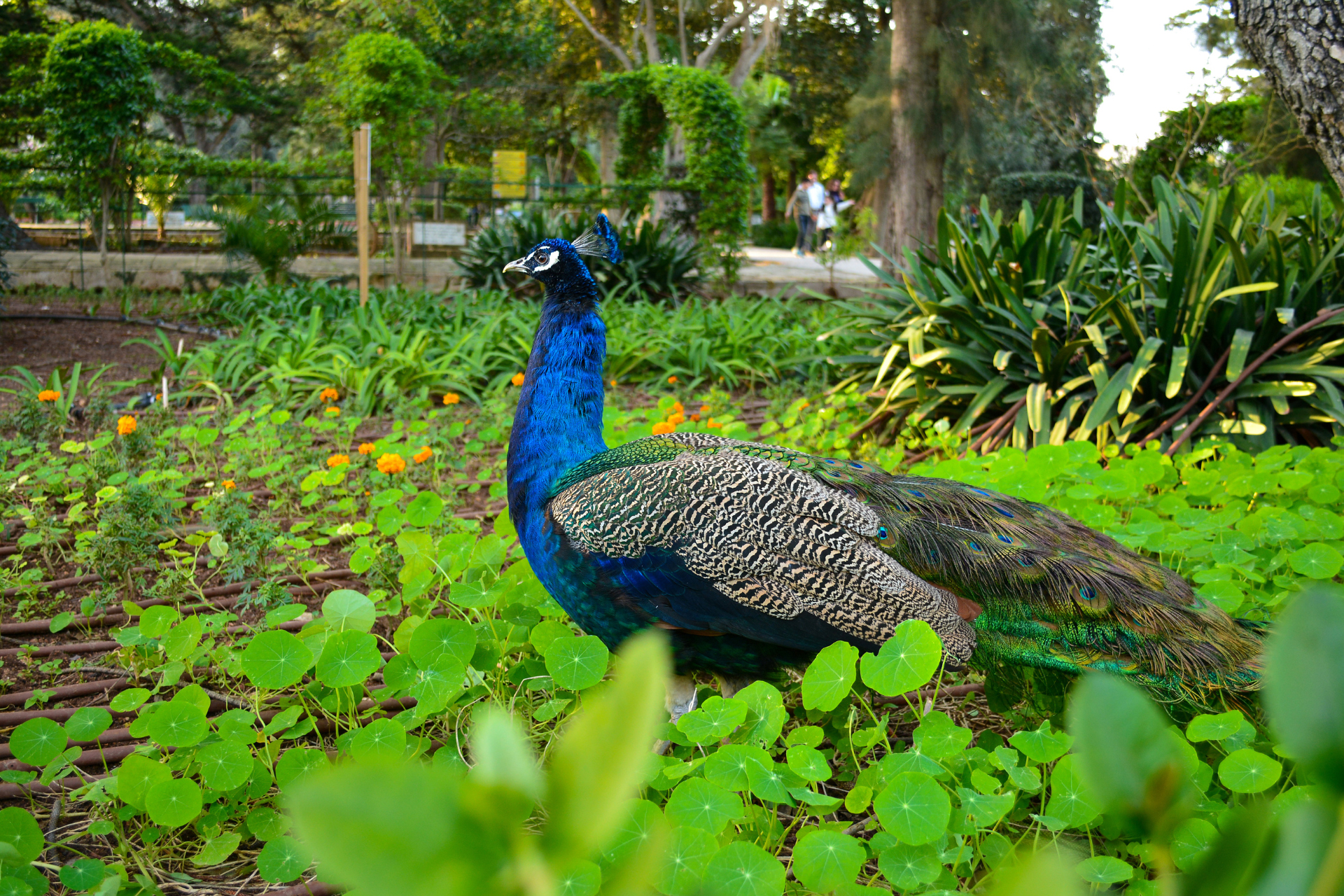 peacock in san anton gardens