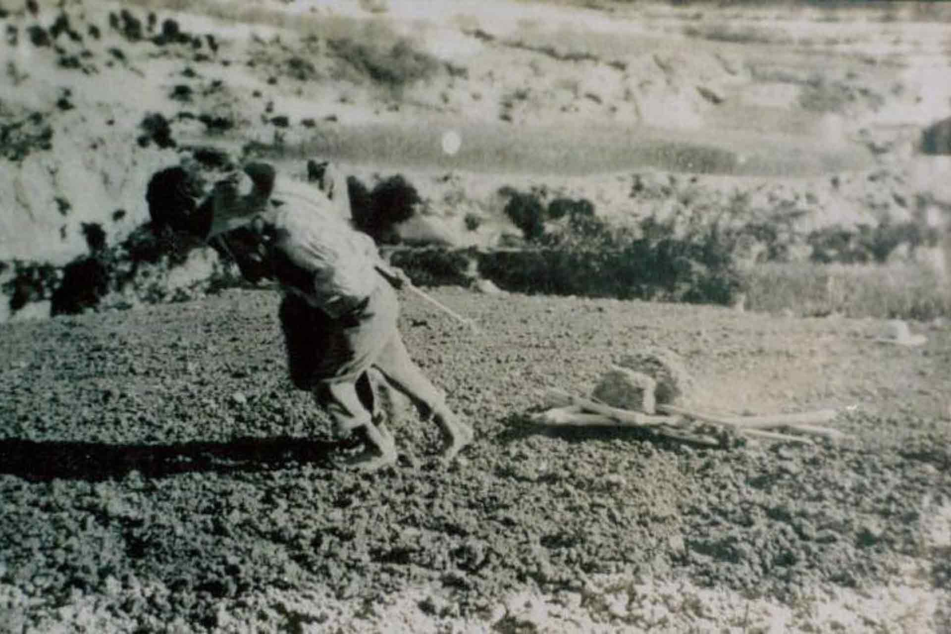 maltese farmers ploughing land harrow