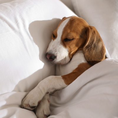 All Animal Clinic - Animal Bedding