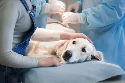 Alex Schiro' Dr DVM - Pet Medical Clinic - Veterinary Surgeons