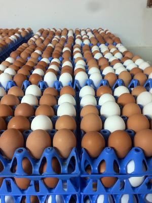 San Gakbu Farm - Eggs