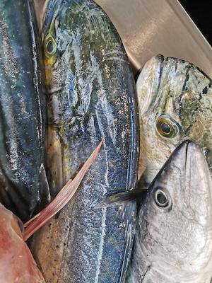 Puxulina Fish & Sea Food - Fishmongers